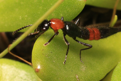 Paederus cruenticollis