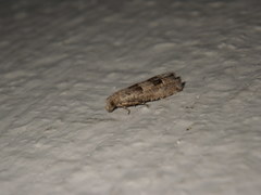 Lepidoptera