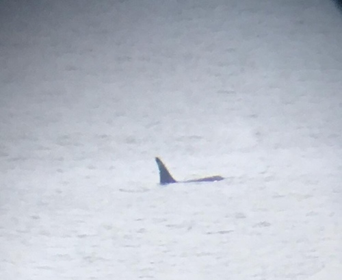 Orca photographed in Oregon