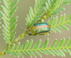 Calomela parilis