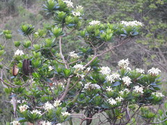 Himatanthus obovatus