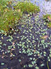 Alchemilla diplophylla