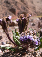 Phacelia setigera