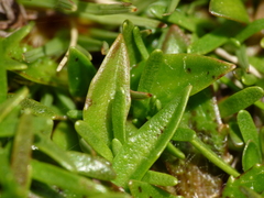 Plantago unibracteata