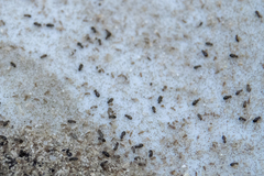 Lepinotus