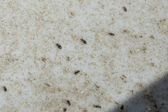 Lepinotus