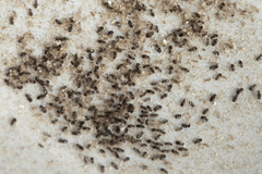 Lepinotus