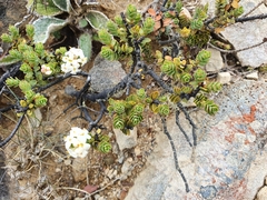 Pimelea traversii traversii