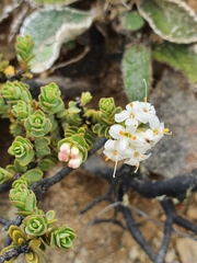 Pimelea traversii traversii