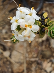Pimelea traversii traversii