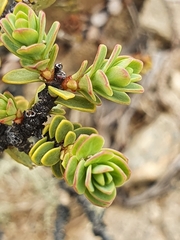 Pimelea traversii traversii