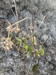 Kadua centranthoides