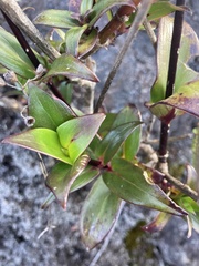 Kadua centranthoides