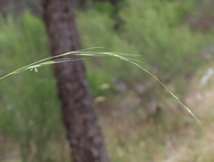 Microlaena stipoides stipoides