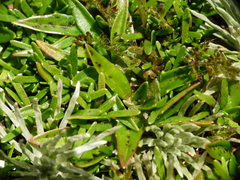 Plantago unibracteata