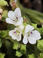 Veronica tetrasticha