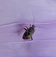 Charagochilus