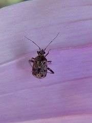 Charagochilus