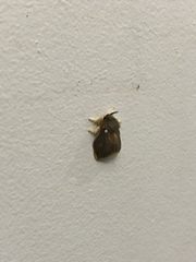 Lepidoptera