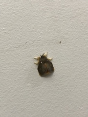 Lepidoptera