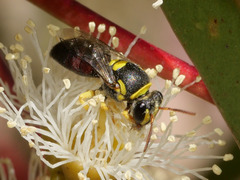 Hylaeus elegans