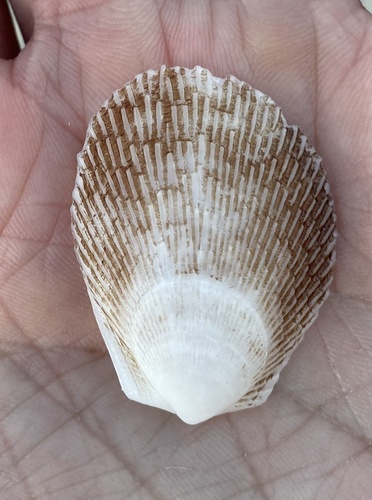 Rough File Clam
