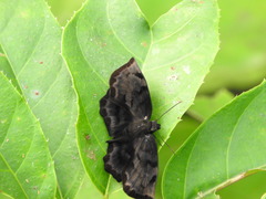 Achlyodes