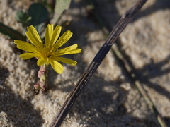 Launaea sarmentosa