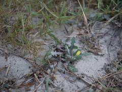 Launaea sarmentosa