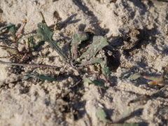 Launaea sarmentosa
