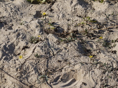 Launaea sarmentosa