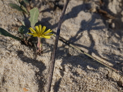 Launaea sarmentosa