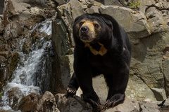 Helarctos malayanus malayanus