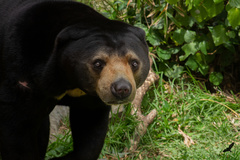 Helarctos malayanus malayanus