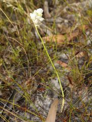 Ornithogalum conicum