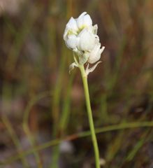 Ornithogalum conicum
