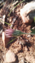 Gerbera viridifolia