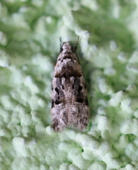 Altenia scriptella