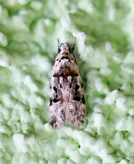 Altenia scriptella