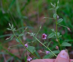 Hermannia boraginiflora