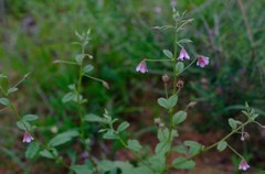 Hermannia boraginiflora