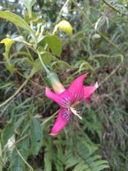 Symbolanthus australis