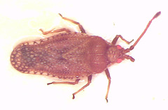 Codotingis evansi