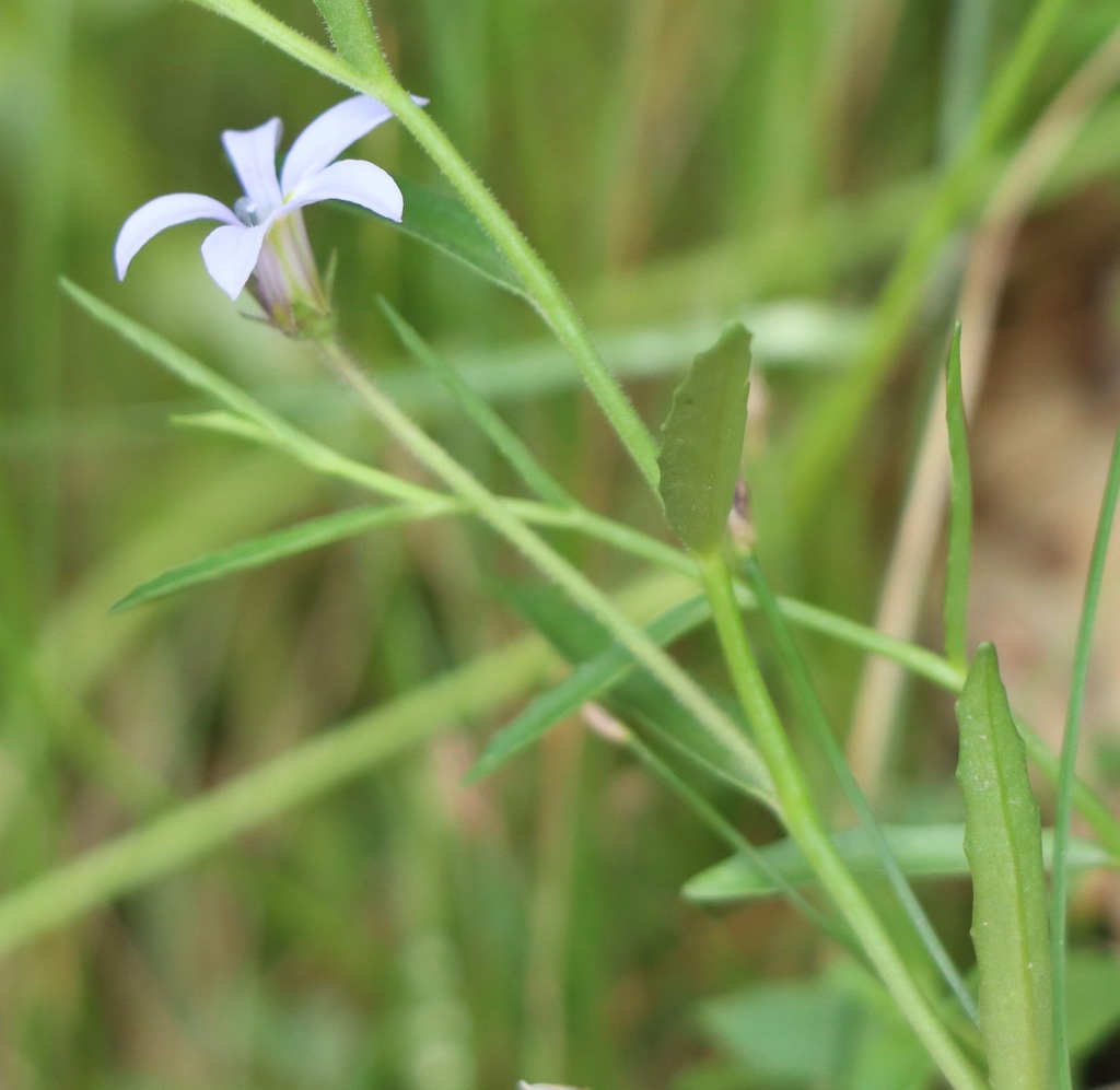lobelia-pratioides-from-lysterfield-lake-vic-on-december-22-2021-at