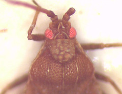 Codotingis evansi