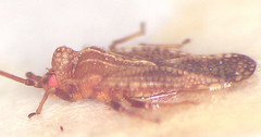 Codotingis evansi