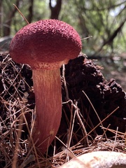 Boletellus sinapipes