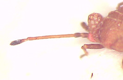 Codotingis evansi