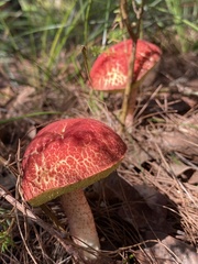 Boletellus sinapipes
