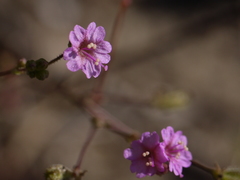 Boerhavia diffusa
